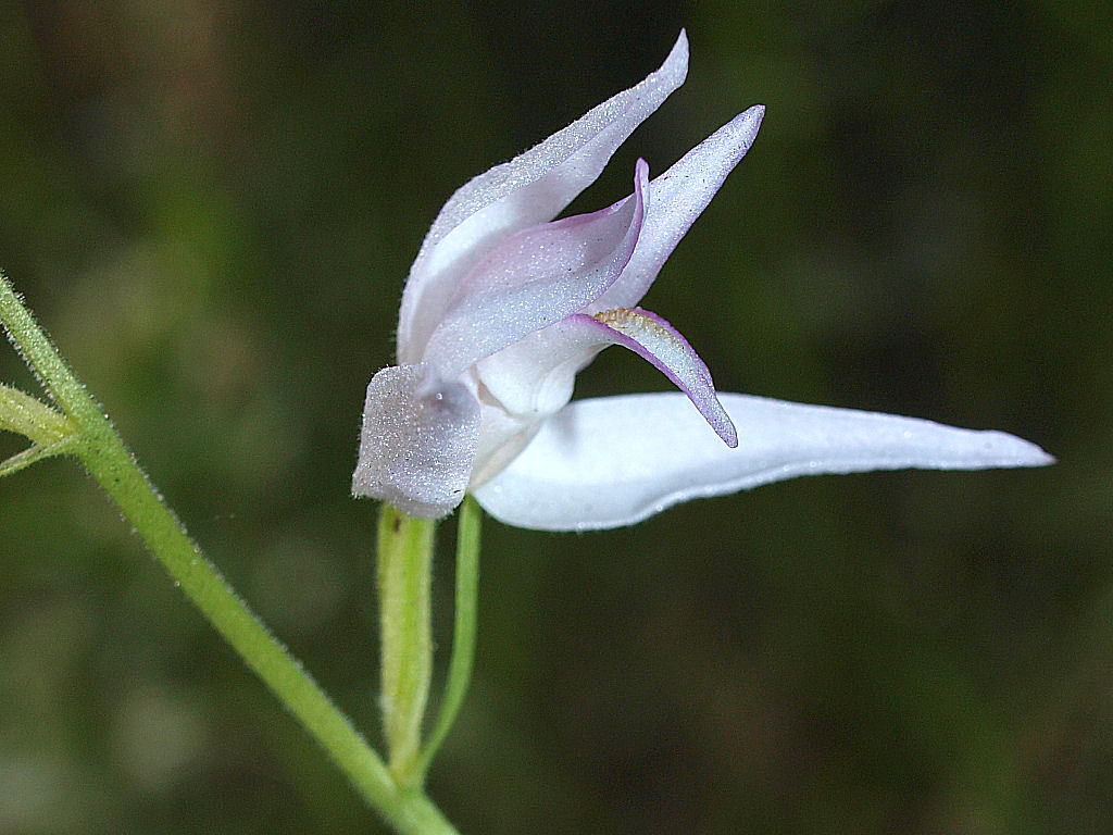 Preziosit 1: Cephalanthera rubra, ma.... bianca